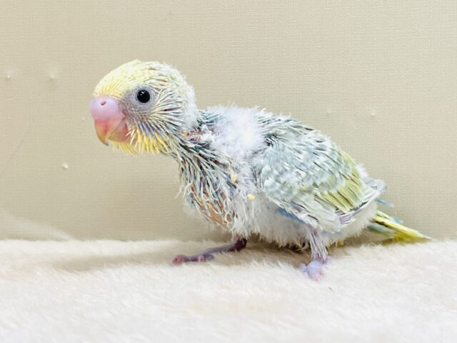 ごはん大好き😋いっぱい食べるよ✨セキセイインコ(パステルレインボースパングル)ヒナ セキセイインコ