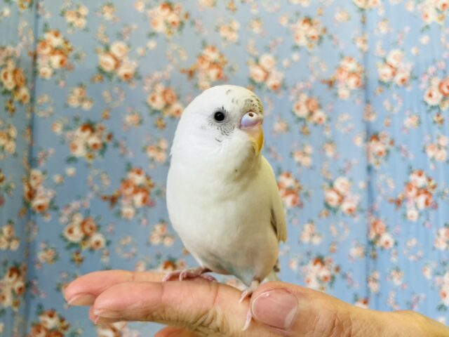 ん~~かわいい❤︎*ฅ́˘ฅ̀ とっても綺麗なベタなれセキセイちゃん🫧🪽 セキセイインコ