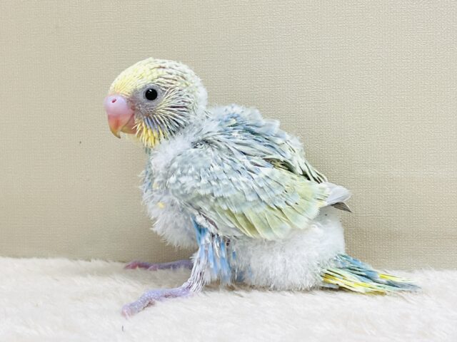 ごはん大好き😋いっぱい食べるよ✨セキセイインコ(パステルレインボースパングル)ヒナ セキセイインコ