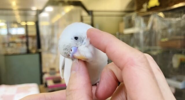 ん~~かわいい❤︎*ฅ́˘ฅ̀ とっても綺麗なベタなれセキセイちゃん🫧🪽 セキセイインコ
