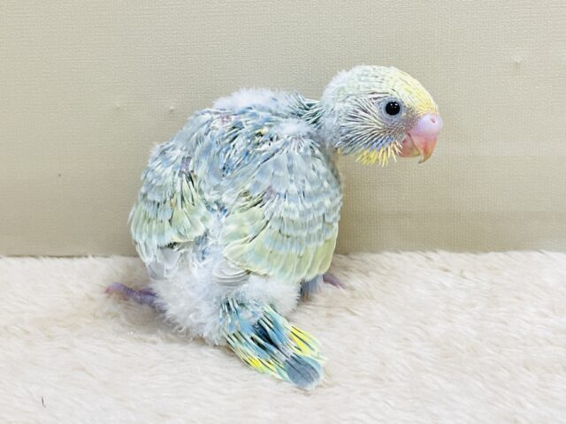 ごはん大好き😋いっぱい食べるよ✨セキセイインコ(パステルレインボースパングル)ヒナ セキセイインコ