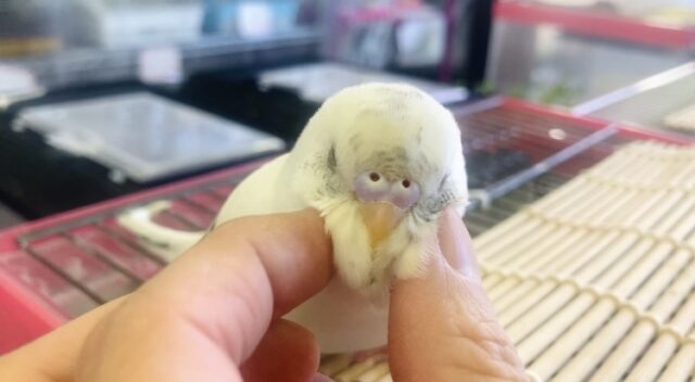 ん~~かわいい❤︎*ฅ́˘ฅ̀ とっても綺麗なベタなれセキセイちゃん🫧🪽 セキセイインコ