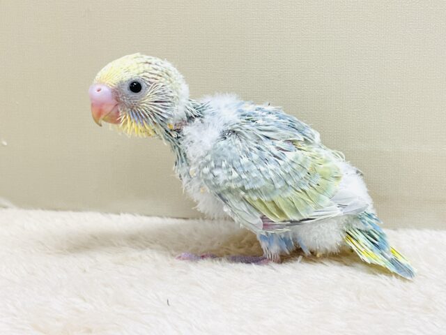 ごはん大好き😋いっぱい食べるよ✨セキセイインコ(パステルレインボースパングル)ヒナ セキセイインコ