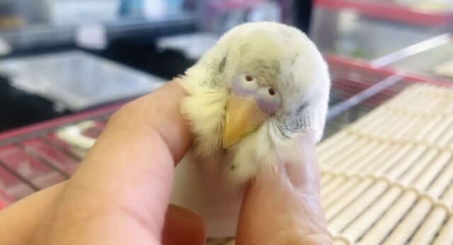 ん~~かわいい❤︎*ฅ́˘ฅ̀ とっても綺麗なベタなれセキセイちゃん🫧🪽 セキセイインコ