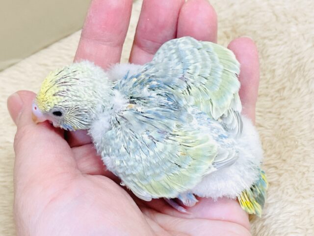ごはん大好き😋いっぱい食べるよ✨セキセイインコ(パステルレインボースパングル)ヒナ セキセイインコ