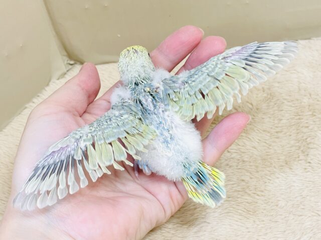 ごはん大好き😋いっぱい食べるよ✨セキセイインコ(パステルレインボースパングル)ヒナ セキセイインコ
