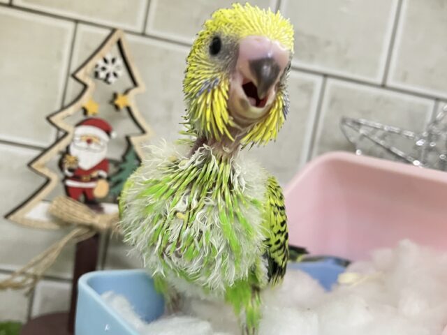 セキセイインコ