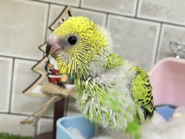 セキセイインコ