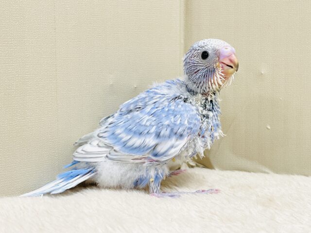 今日も元気いっぱい✨セキセイインコ(スパングル)ヒナ セキセイインコ