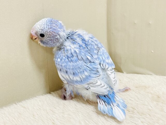 今日も元気いっぱい✨セキセイインコ(スパングル)ヒナ セキセイインコ