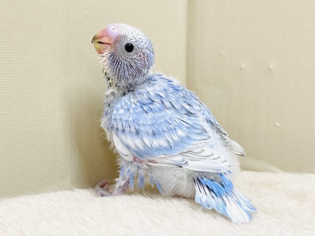 今日も元気いっぱい✨セキセイインコ(スパングル)ヒナ セキセイインコ