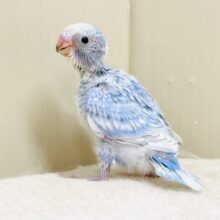 今日も元気いっぱい✨セキセイインコ（スパングル）ヒナ