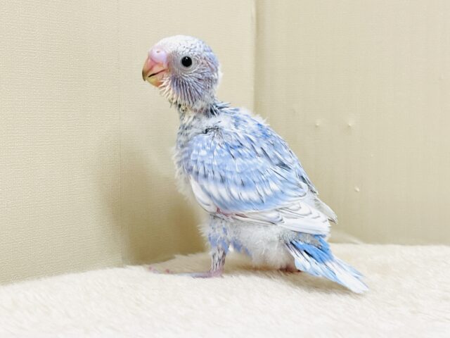 今日も元気いっぱい✨セキセイインコ（スパングル）ヒナ