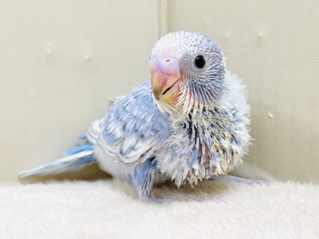 今日も元気いっぱい✨セキセイインコ(スパングル)ヒナ セキセイインコ