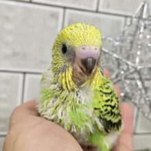 のりのり‎♪( ” و(و “姿勢シャキシャキレタス🥬*°セキセイインコ(グリーンオパーリン/2025年11月生まれ)