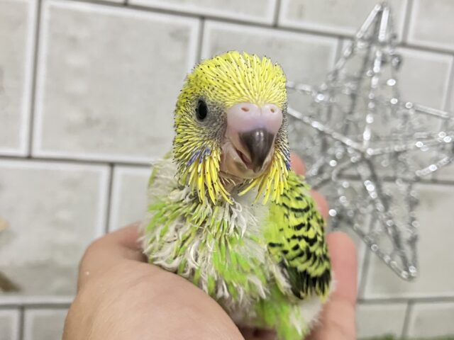 のりのり‎♪( ” و(و “姿勢シャキシャキレタス🥬*°セキセイインコ(グリーンオパーリン/2025年11月生まれ)