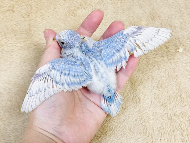 今日も元気いっぱい✨セキセイインコ(スパングル)ヒナ セキセイインコ