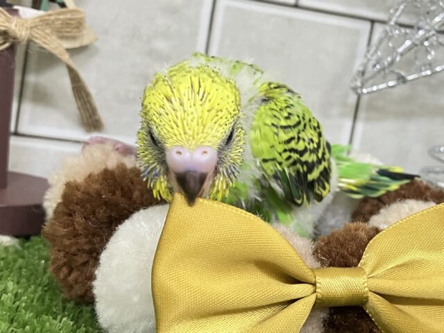 セキセイインコ