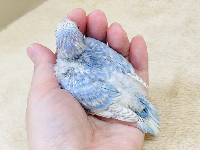 今日も元気いっぱい✨セキセイインコ(スパングル)ヒナ セキセイインコ