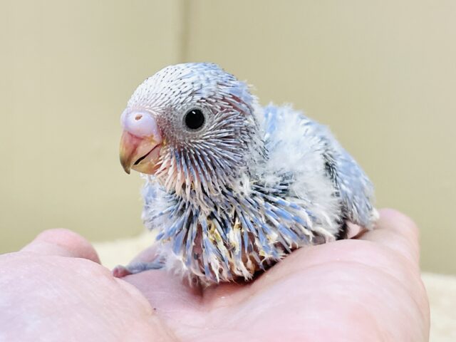 今日も元気いっぱい✨セキセイインコ(スパングル)ヒナ セキセイインコ