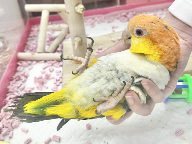 シロハラインコ