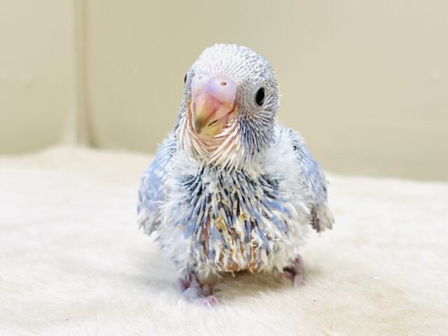 今日も元気いっぱい✨セキセイインコ(スパングル)ヒナ セキセイインコ