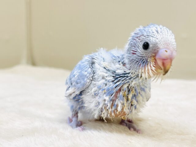 今日も元気いっぱい✨セキセイインコ(スパングル)ヒナ セキセイインコ