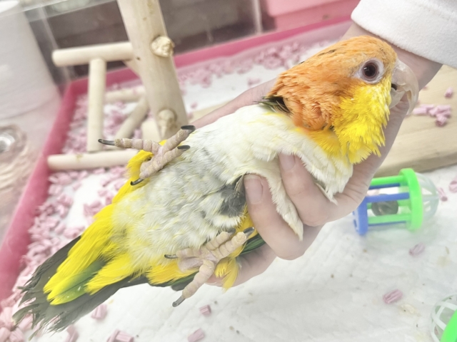 【🆙最新画像あり‼️】人が大好き🥰遊んで遊んで〜❤️ シロハラインコ シロハラインコ