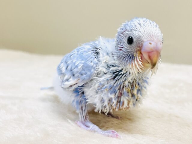 今日も元気いっぱい✨セキセイインコ(スパングル)ヒナ セキセイインコ