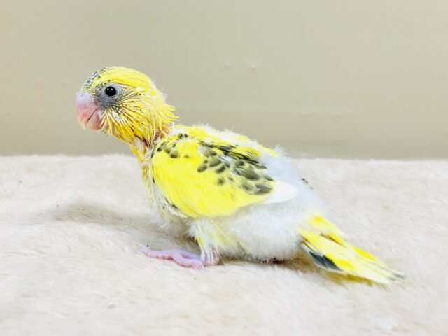 綿毛いっぱいのみつばちさん🐝✨セキセイインコ(ハルクイン)ヒナ セキセイインコ