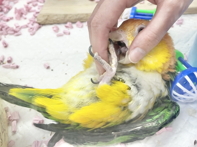 【🆙最新画像あり‼️】人が大好き🥰遊んで遊んで〜❤️ シロハラインコ シロハラインコ