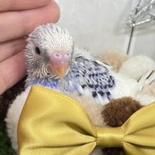 ﾍﾞﾘｰぴっかり✧雪景色のお宝🫐💘セキセイインコ(ブルーパイド/2025年12月上旬生まれ)