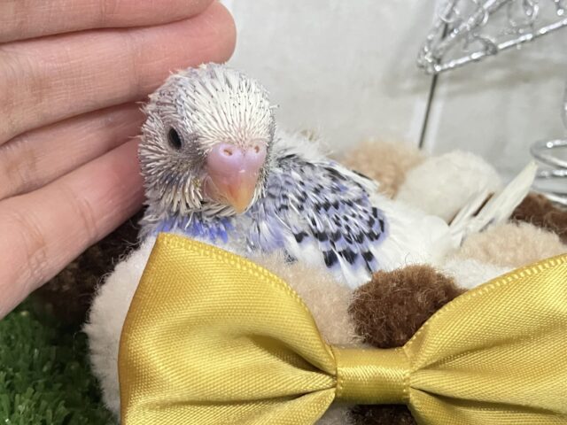 ﾍﾞﾘｰぴっかり✧雪景色のお宝🫐💘セキセイインコ(ブルーパイド/2025年12月上旬生まれ)