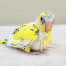 綿毛いっぱいのみつばちさん🐝✨セキセイインコ（ハルクイン）ヒナ