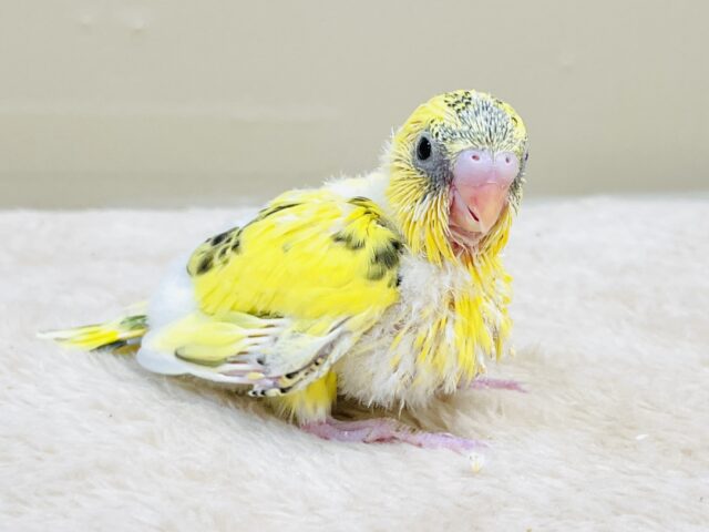 綿毛いっぱいのみつばちさん🐝✨セキセイインコ(ハルクイン)ヒナ セキセイインコ