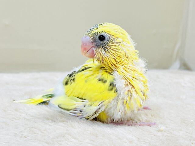 綿毛いっぱいのみつばちさん🐝✨セキセイインコ(ハルクイン)ヒナ セキセイインコ