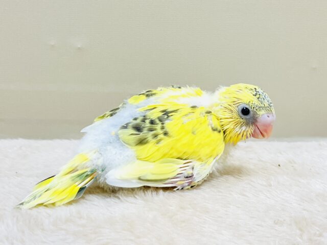 綿毛いっぱいのみつばちさん🐝✨セキセイインコ(ハルクイン)ヒナ セキセイインコ