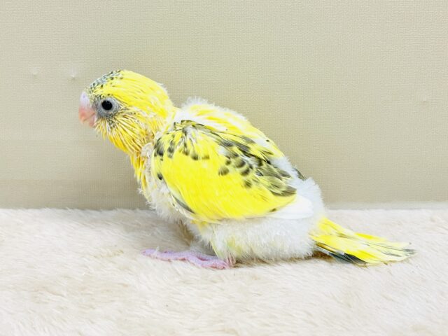 綿毛いっぱいのみつばちさん🐝✨セキセイインコ(ハルクイン)ヒナ セキセイインコ