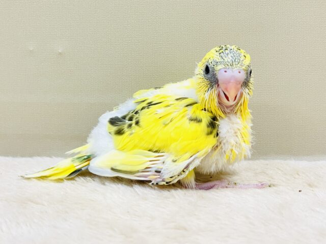綿毛いっぱいのみつばちさん🐝✨セキセイインコ(ハルクイン)ヒナ セキセイインコ