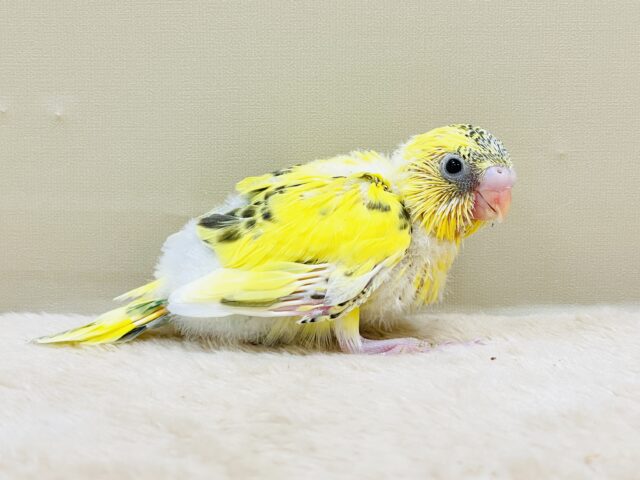 綿毛いっぱいのみつばちさん🐝✨セキセイインコ(ハルクイン)ヒナ セキセイインコ