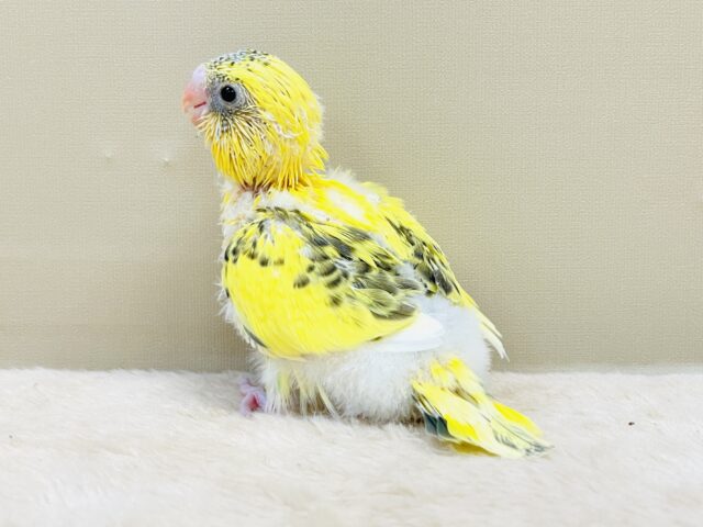 綿毛いっぱいのみつばちさん🐝✨セキセイインコ(ハルクイン)ヒナ セキセイインコ