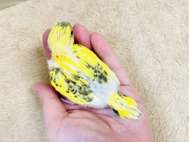 綿毛いっぱいのみつばちさん🐝✨セキセイインコ(ハルクイン)ヒナ セキセイインコ