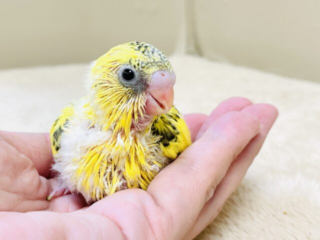 綿毛いっぱいのみつばちさん🐝✨セキセイインコ(ハルクイン)ヒナ セキセイインコ