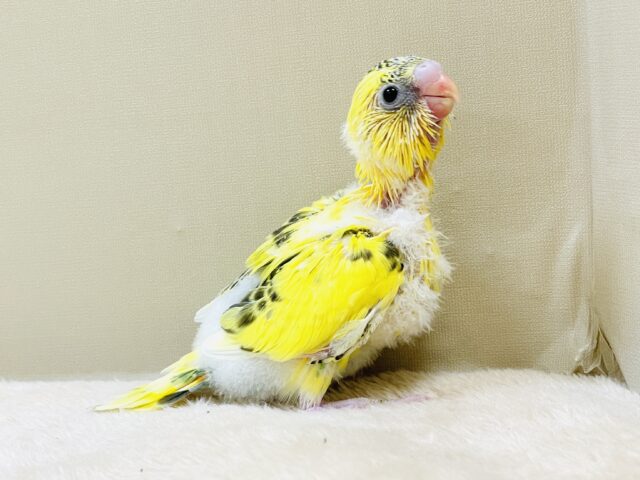 綿毛いっぱいのみつばちさん🐝✨セキセイインコ(ハルクイン)ヒナ セキセイインコ