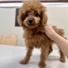 天真爛漫✩.⋆トイプードル男の子