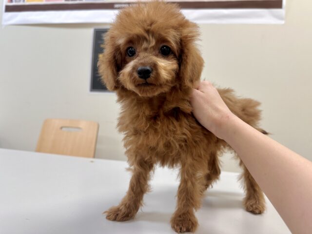 天真爛漫✩.⋆トイプードル男の子