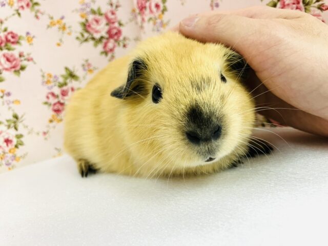 ロシアンモルモット