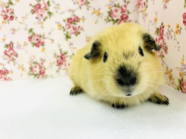 ロシアンモルモット