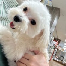 たくさんかまって⑅︎ᩥ𞄵•ܸ · •ܸ⑅︎ᩥ𞄵マルプー男の子