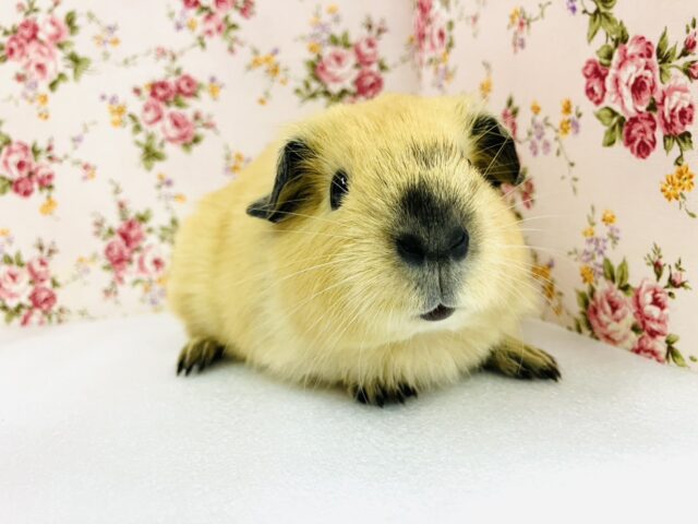 ロシアンモルモット